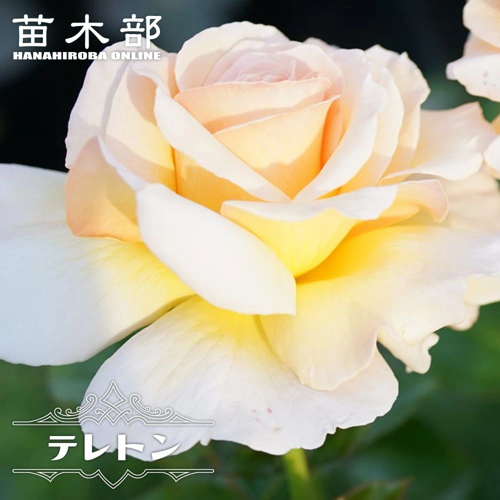 バラ テレトン 苗 販売 苗木部 By 花ひろばオンライン