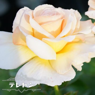 バラ ルブラン 苗 販売 苗木部 By 花ひろばオンライン バラ ルブラン 苗 販売 苗木部 By 花ひろばオンライン