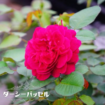 ブランド品専門の 正規品 四年生 薔薇苗 香り薔薇 強健 接木苗 バラ