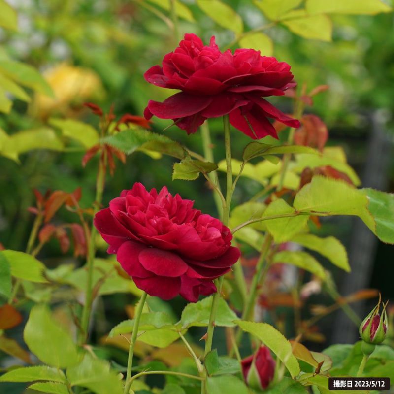 ミスターダーシー☆香り薔薇☆強香☆ 大苗 接木大苗 バラ バラ苗 薔薇 接ぎ木 - 植物/観葉植物