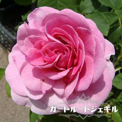 バラ クンツァイト CL クライミング (つるバラ) 苗 販売 苗木部 By 花ひろばオンライン