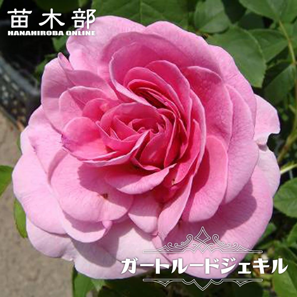 四季咲き 苗木部 本店 By 花ひろばオンライン