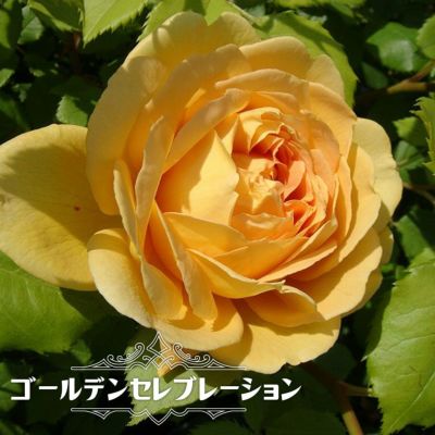 バラ苗 エルヴィス 大苗 ニルプ 白色 バラ 苗 四季咲き Ht 薔薇 予約販売12 翌1月頃入荷予定 苗木部 本店 By 花ひろばオンライン