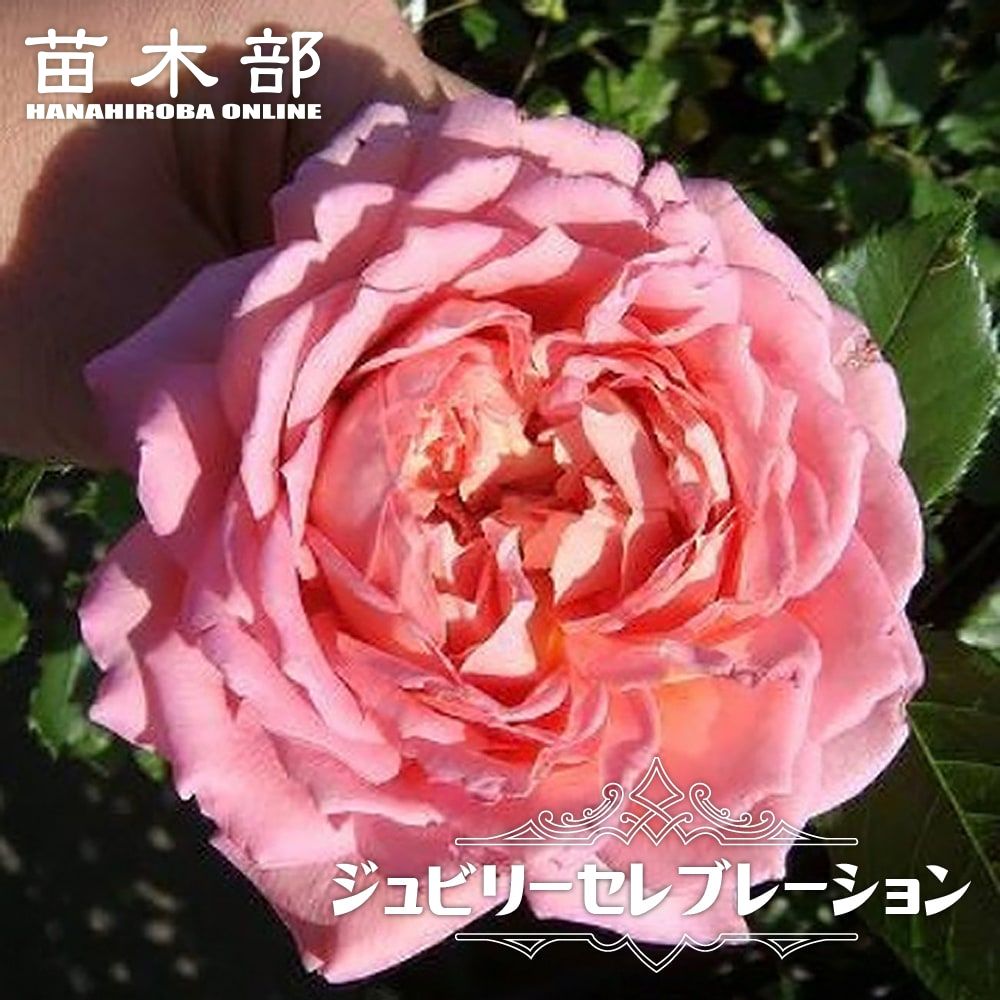 バラ ダフネ Fl フロリバンダ 苗 販売 苗木部 By 花ひろばオンライン