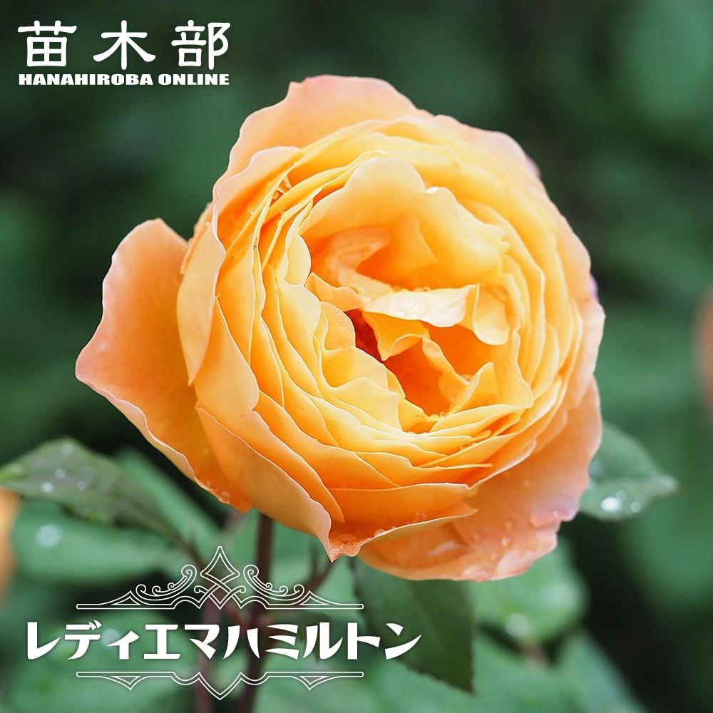 バラ ミカエル 苗 販売 苗木部 By 花ひろばオンライン