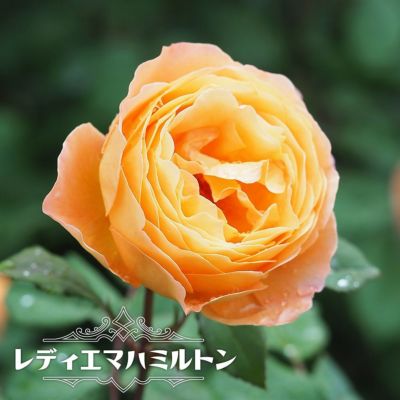 アンズ オレンジ系のツルバラ 苗木部 本店 By 花ひろばオンライン