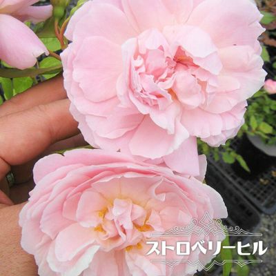 バラ苗 ソニアリキエル 大苗 ギヨー Guillot 四季咲き 強香 薔薇 バラ苗木 苗木部 本店 By 花ひろばオンライン