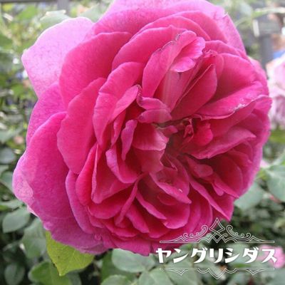 ブランド品専門の 正規品 四年生 薔薇苗 香り薔薇 強健 接木苗 バラ