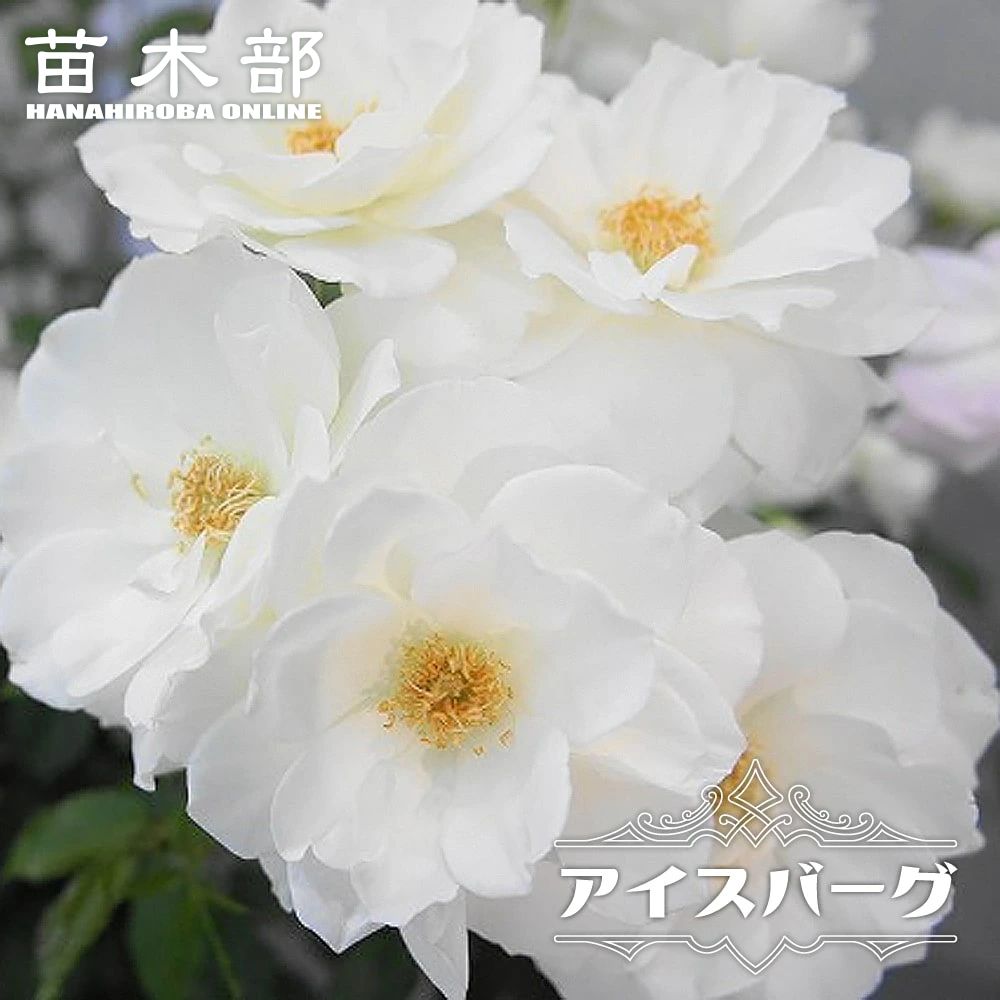 バラ苗 アイスバーグ 大苗 木立バラ Fl トゲが少ない 木立 耐陰性 四季咲き 白色 強健 予約販売12 翌1月頃入荷予定 レビュー 苗木部 本店 By 花ひろばオンライン
