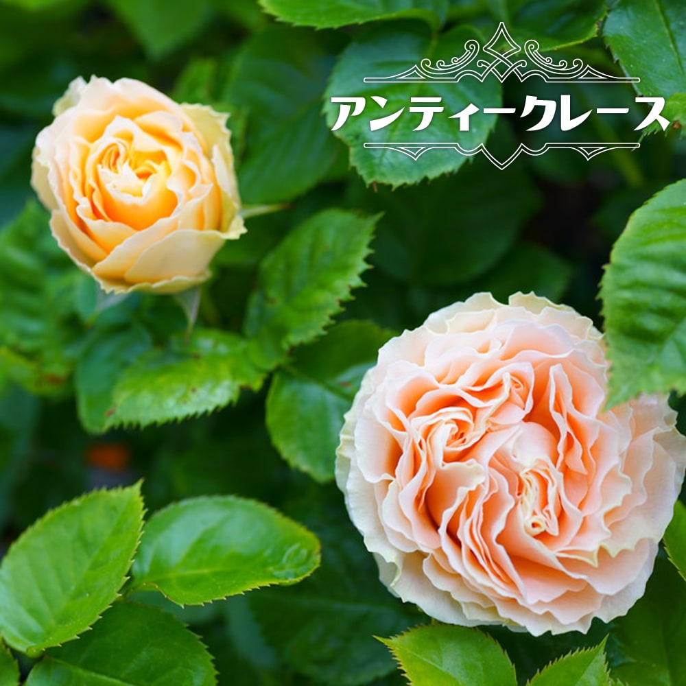バラ アンティークレース FL フロリバンダの通販 苗木部 By 花 バラ アンティークレース FL フロリバンダの通販 苗木部 By 花