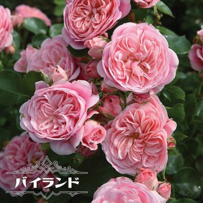 バラ苗 カインダブルー 木立性 京成バラ 四季咲き ロゼット咲 紫色 薔薇 苗木部 本店 By 花ひろばオンライン