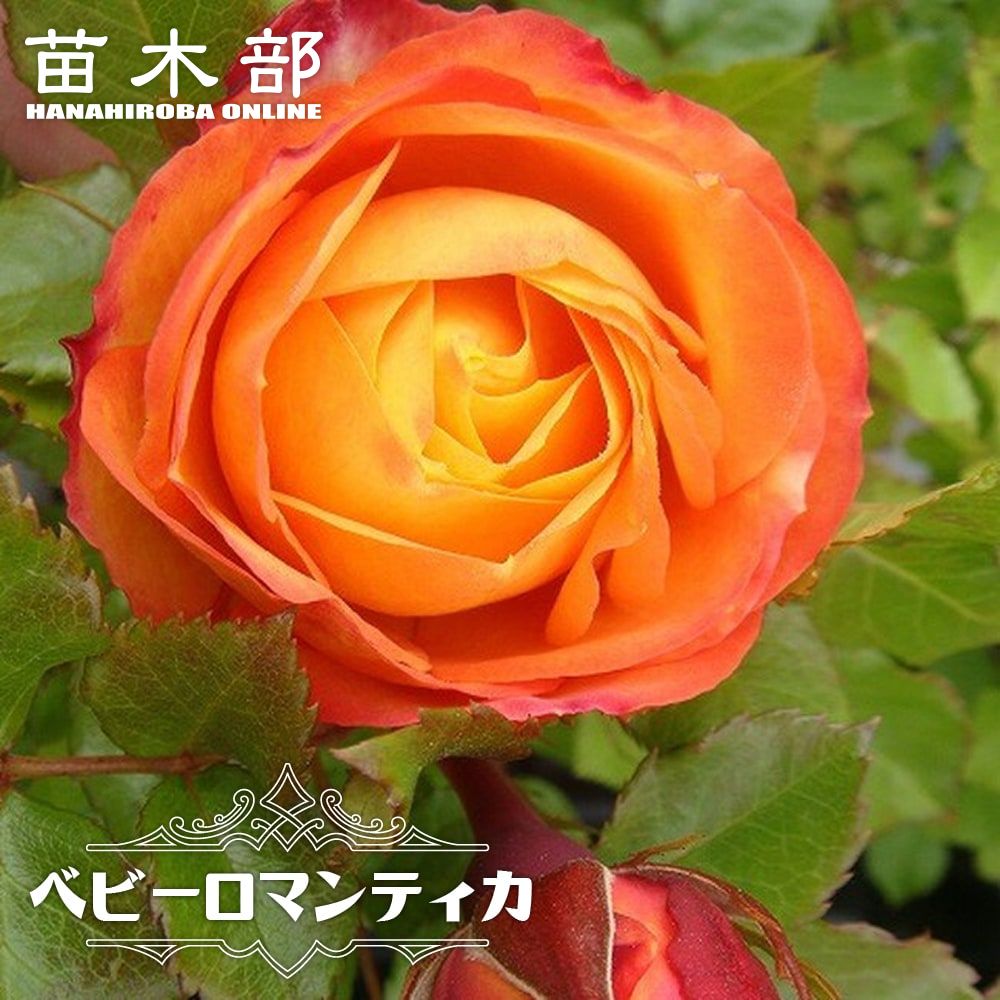 バラ ベビーロマンティカ Fl フロリバンダ 苗 販売 苗木部 By 花ひろばオンライン