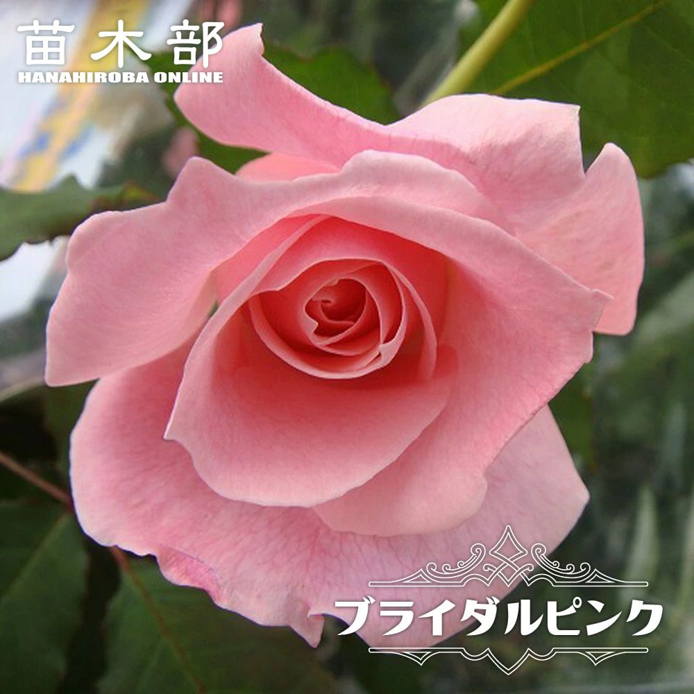 バラ プチトリアノン Fl フロリバンダ 苗 販売 苗木部 By 花ひろばオンライン