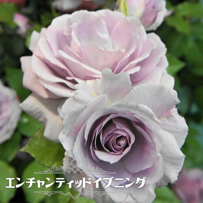 エンチャンティッドイブニング バラ 大苗の販売 通販 苗木部 By 花