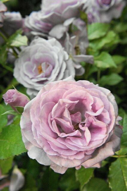 薔薇 000000000770-02-l.jpg?t=