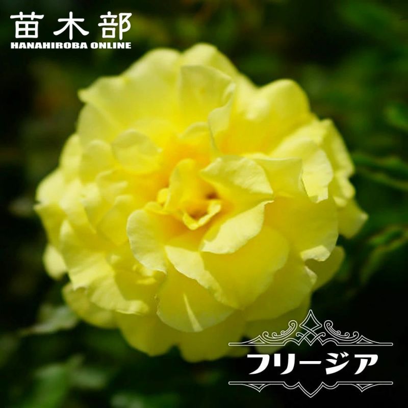 プリパラ　ドリシア　バラ売り プリパラ ドリシア バラ売り プリパラ ドリシア過去弾バラ売り