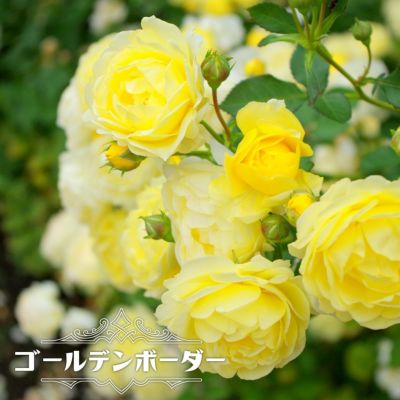 花色と樹形で選ぶバラ | 苗木部 本店 By 花ひろばオンライン 花色と樹形で選ぶバラ | 苗木部 本店 By 花ひろばオンライン
