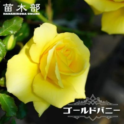 リモンチェッロ 大苗 苗 強健 バラ 苗の通販 苗木部 By 花ひろばオンライン