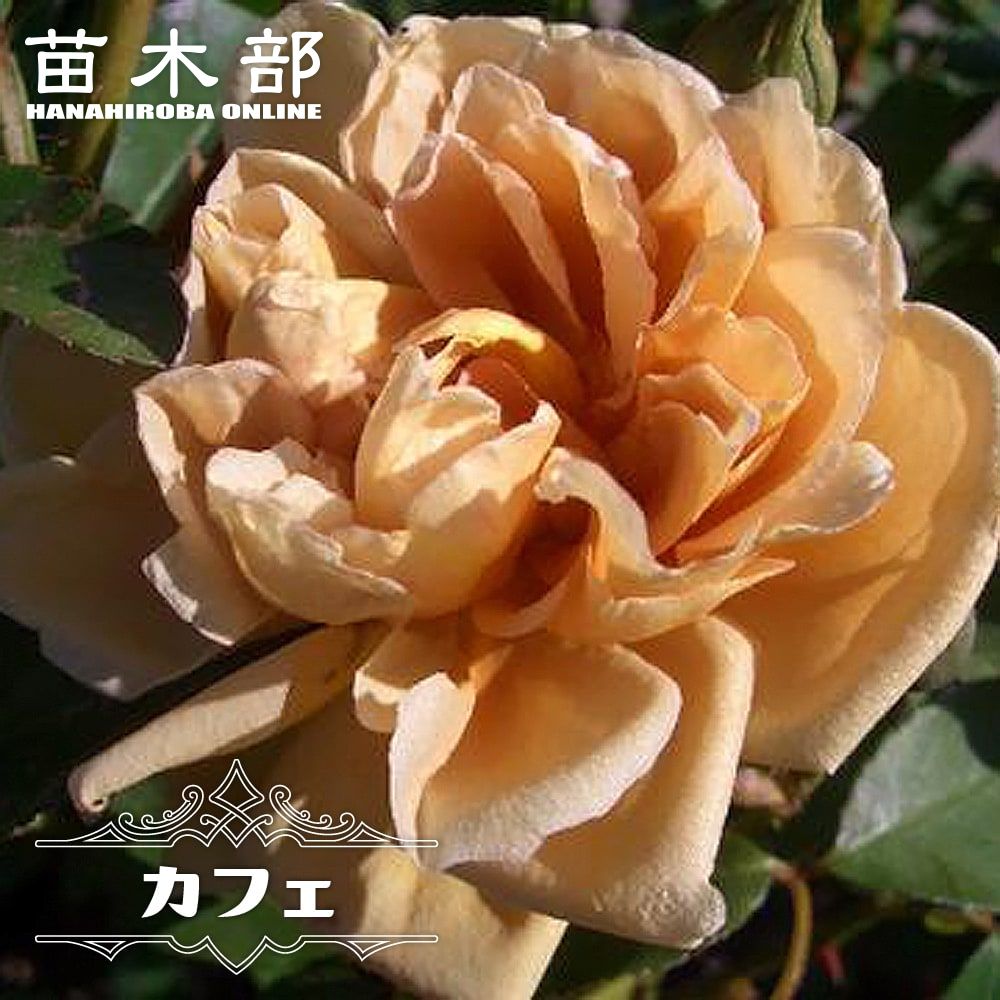 バラ苗押木苗 47 こちらはご予約です ブラウン バラ苗 バラ挿し木苗