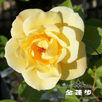 バラ 伊豆の踊り子 苗 販売 苗木部 By 花ひろばオンライン