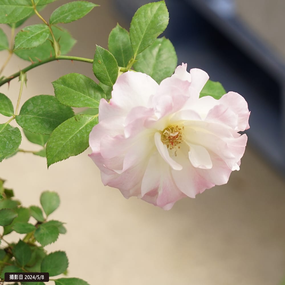 バラ マチルダ FL フロリバンダ 苗 販売 苗木部 By 花ひろばオンライン