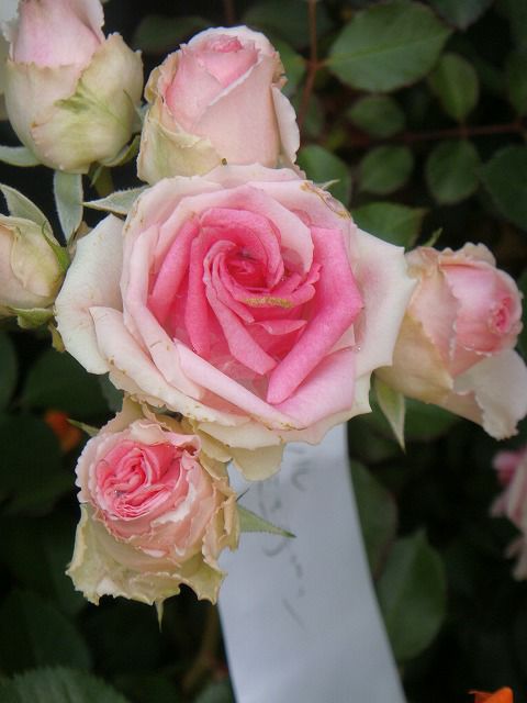 000000000805-02-l.jpg?t=