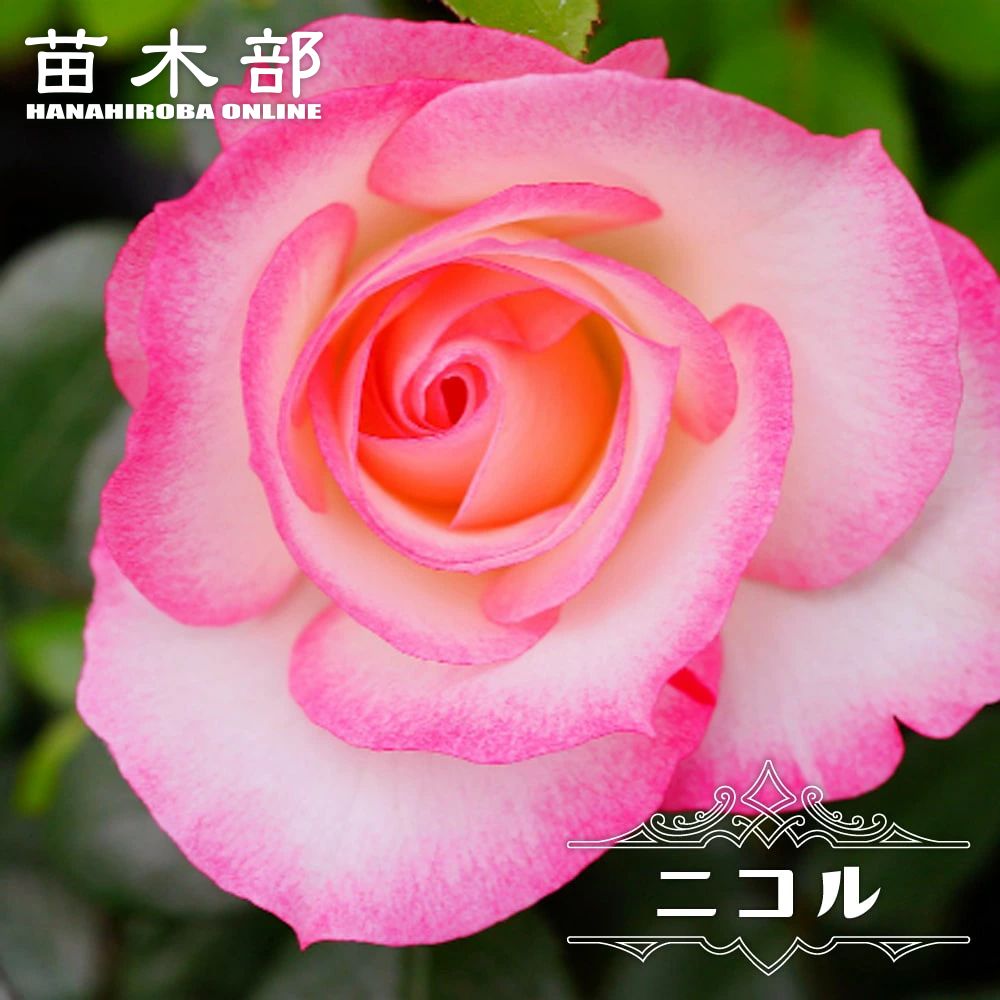 バラ ミカエル 苗 販売 苗木部 By 花ひろばオンライン