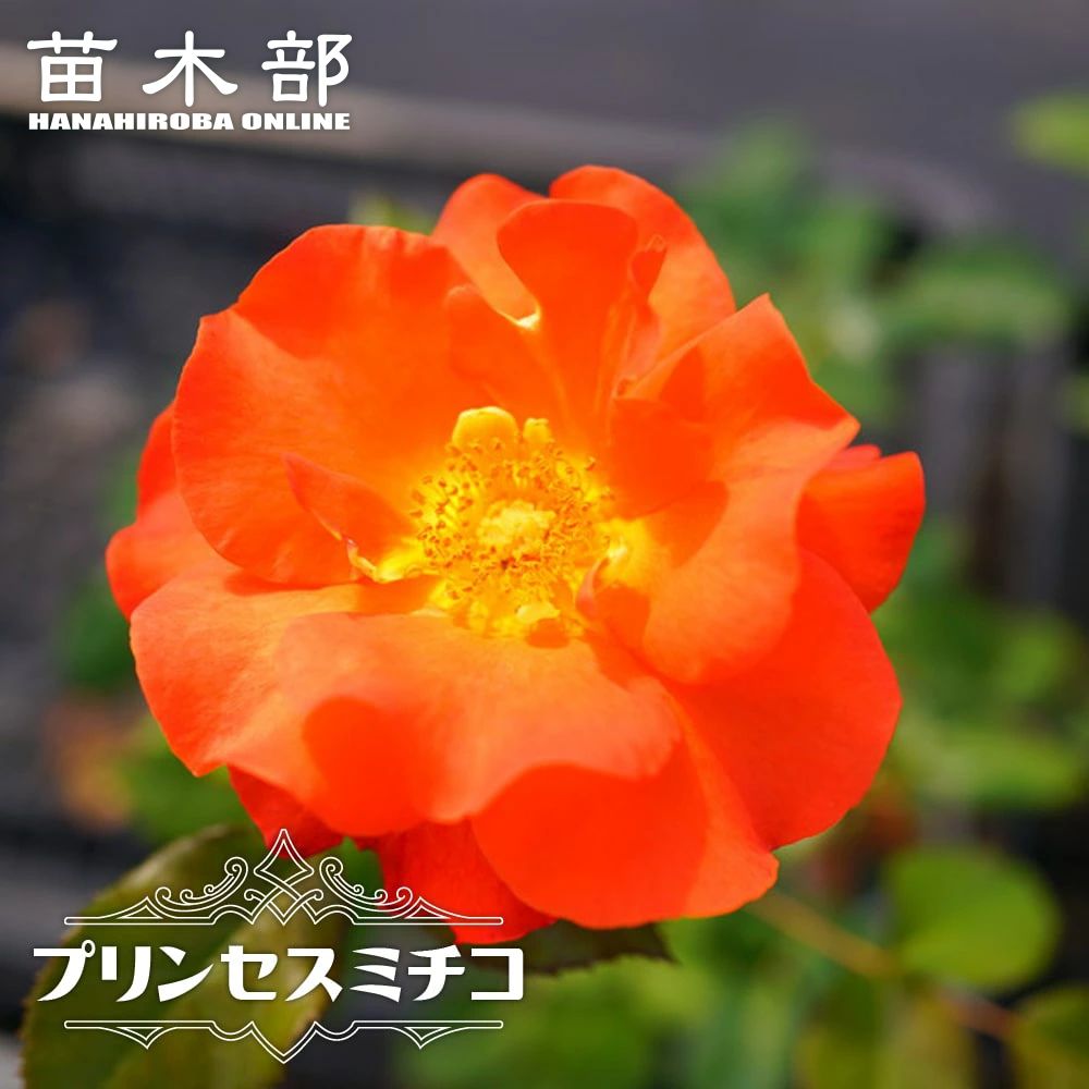 バラ苗 プリンセス アン 大苗 イングリッシュローズ Er 強健 苗木部 本店 By 花ひろばオンライン