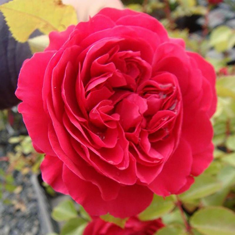 000000000817-07-l.jpg?t=