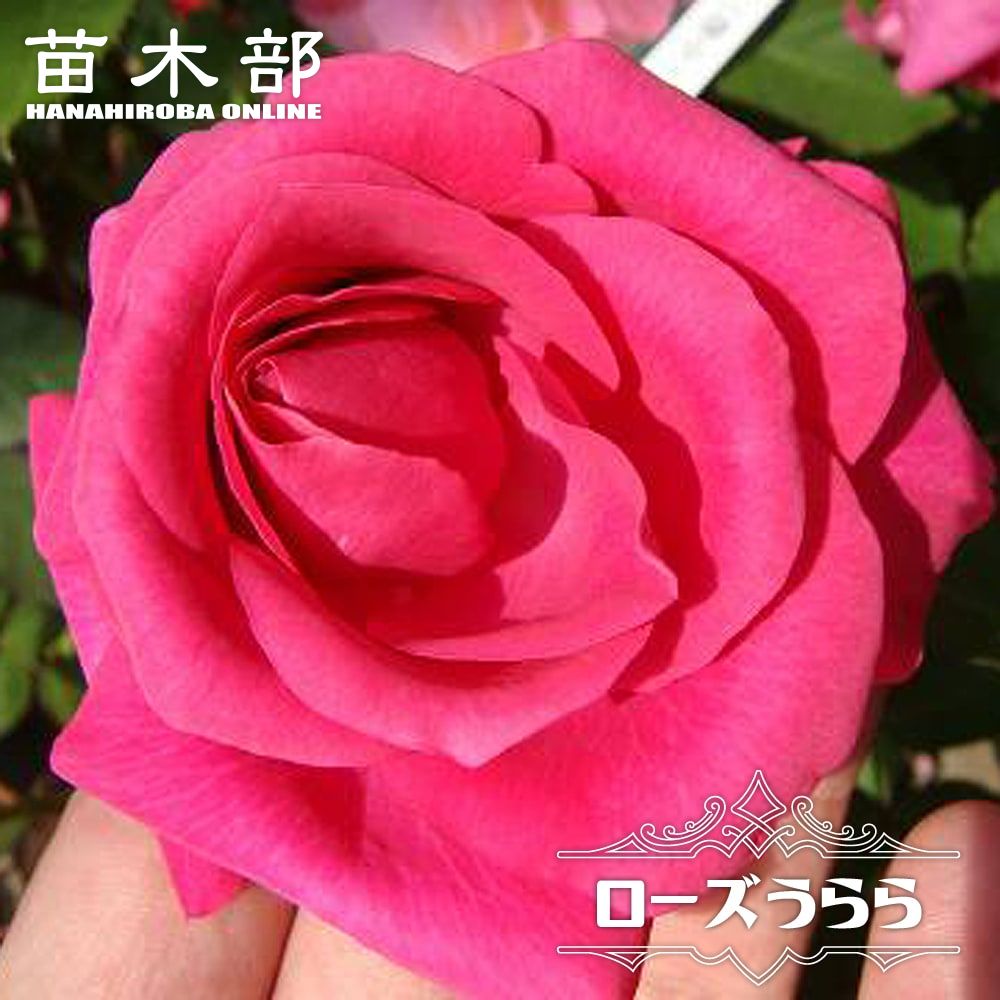 バラ ローズうらら Fl フロリバンダ 苗 販売 苗木部 By 花ひろばオンライン