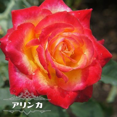 バラ 夜来香 イエライシャン 苗 販売 苗木部 By 花ひろばオンライン バラ 夜来香 イエライシャン 苗 販売 苗木部 By 花ひろばオンライン