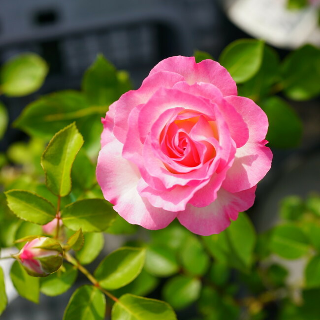 バラ ストロベリーアイス Fl フロリバンダ 苗 通販 苗木部 By 花ひろばオンライン