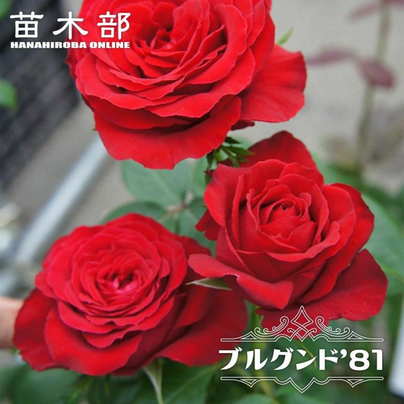 000000000859-01-l.jpg?t=