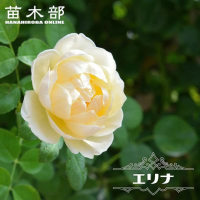 バラ ユキコ CL クライミング (つるバラ) 苗 販売 苗木部 By 花ひろば