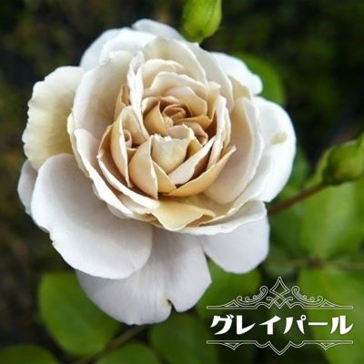 青 紫系の木立ちバラ 苗木部 本店 By 花ひろばオンライン 青 紫系の木立ちバラ 苗木部 本店 By 花ひろばオンライン