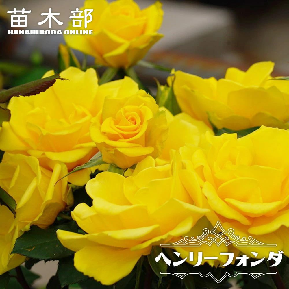 リモンチェッロ 大苗 苗 強健 バラ 苗の通販 苗木部 By 花ひろばオンライン