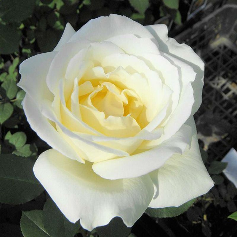 000000000881-06-l.jpg?t=