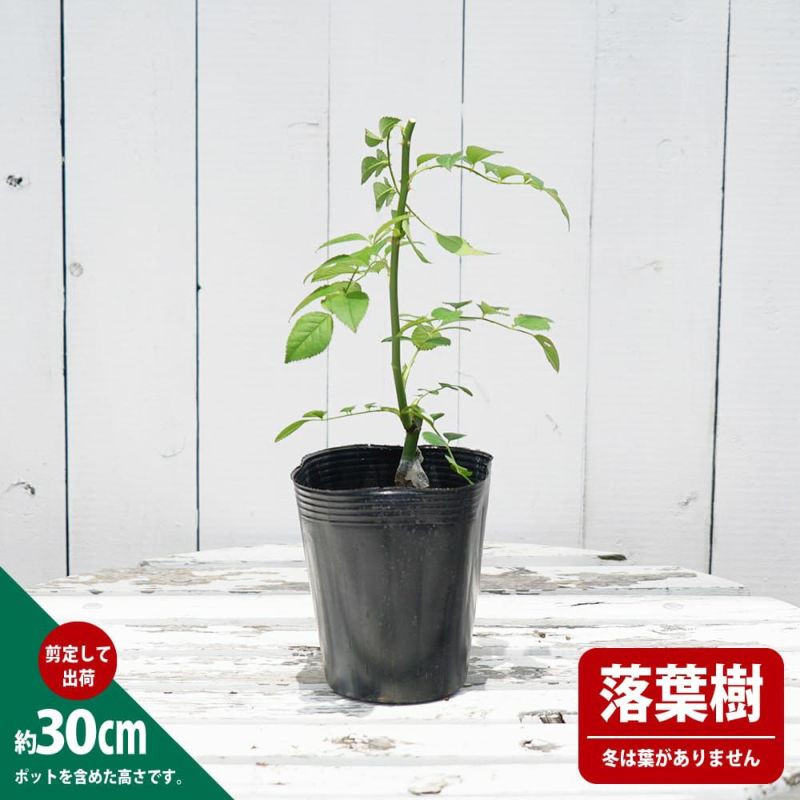 オフホワイトのばらと枝の花と葉 オフホワイトのばらと枝の花と葉 オフホワイトのばらと枝