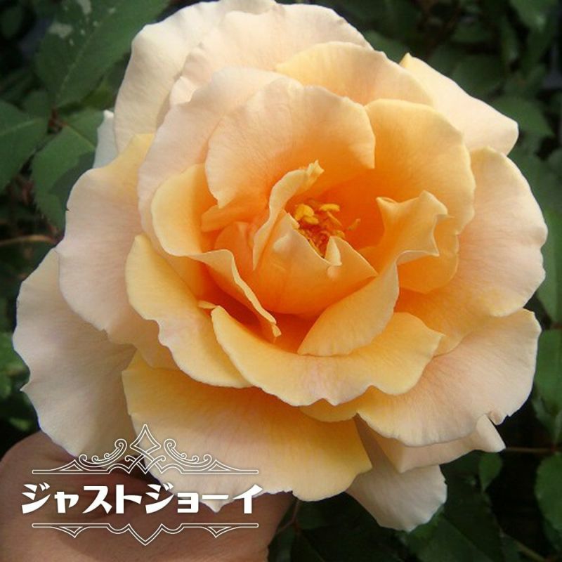 ジャストジョイ 新苗 バラ 苗の販売 通販 苗木部 By 花ひろばオンライン