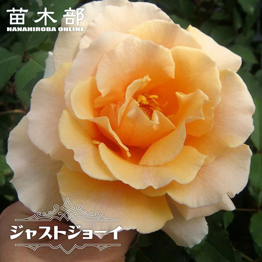ジャストジョイ 新苗 バラ 苗の販売 通販 苗木部 By 花ひろばオンライン