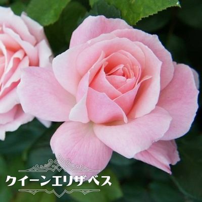 ピンク系の木立ちバラ 苗木部 本店 By 花ひろばオンライン