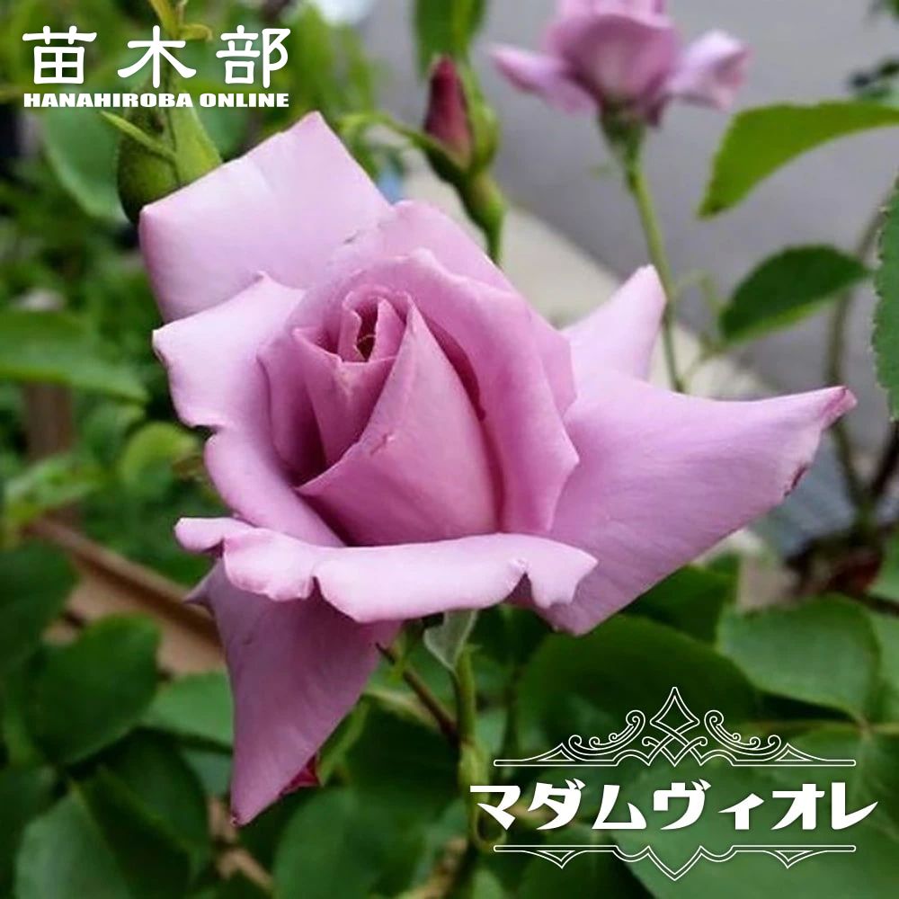 青 紫系の木立ちバラ 苗木部 本店 By 花ひろばオンライン