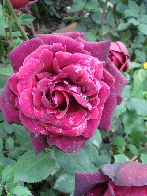 バラ オクラホマ 苗 販売 苗木部 By 花ひろばオンライン