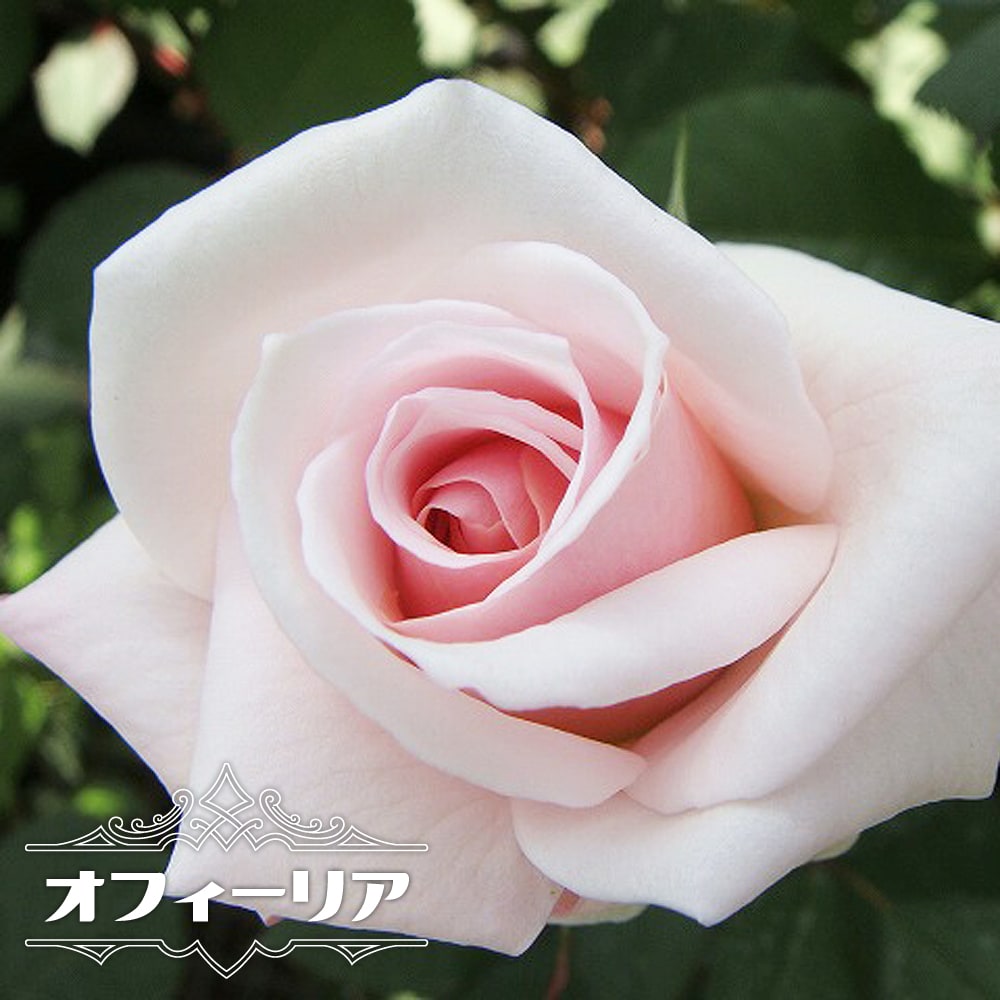 オフィーリア 大苗 強健 バラ 苗の販売 通販 苗木部 By 花ひろばオンライン