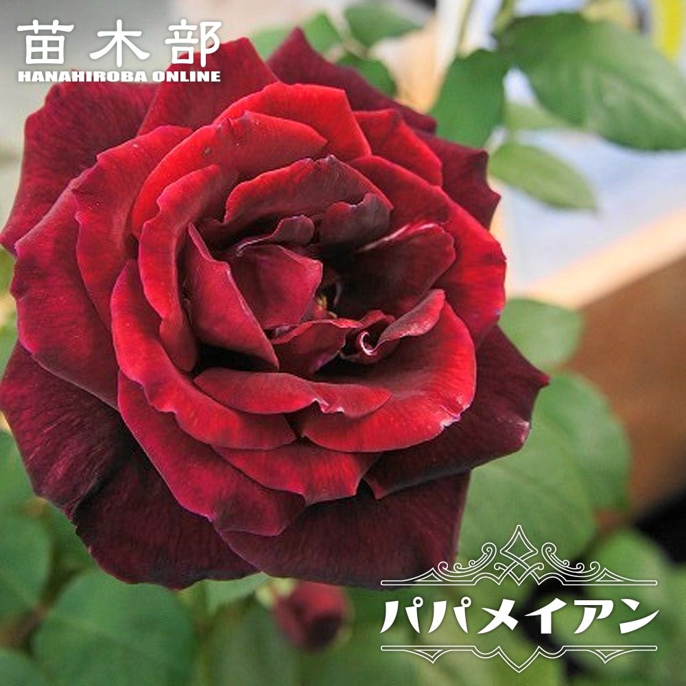 黒赤系の木立ちバラ 苗木部 本店 By 花ひろばオンライン