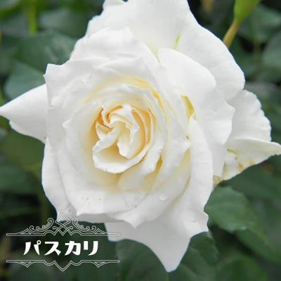 バラ苗 エルヴィス 大苗 ニルプ 白色 バラ 苗 四季咲き Ht 薔薇 予約販売12 翌1月頃入荷予定 苗木部 本店 By 花ひろばオンライン