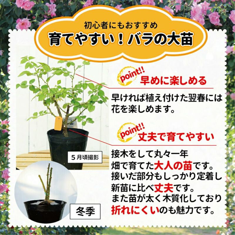 バラ苗木 薔薇 ばら苗 植物 | thelosttikilounge.com