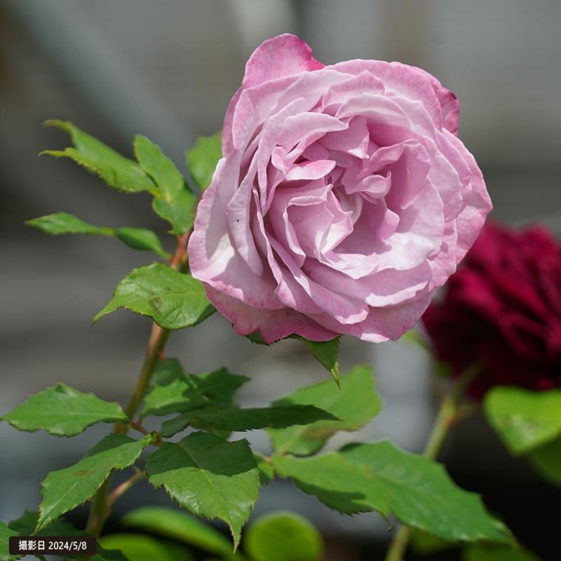 グレイパール（バラ苗：四季咲き大輪系）　大苗 薔薇 グレイパール（HT）接木苗木 新奇な色彩 黒真珠のような趣のある花 蕾沢山 薔薇 グレイパール（HT）接木苗木 新奇な色彩 黒真珠のような趣の