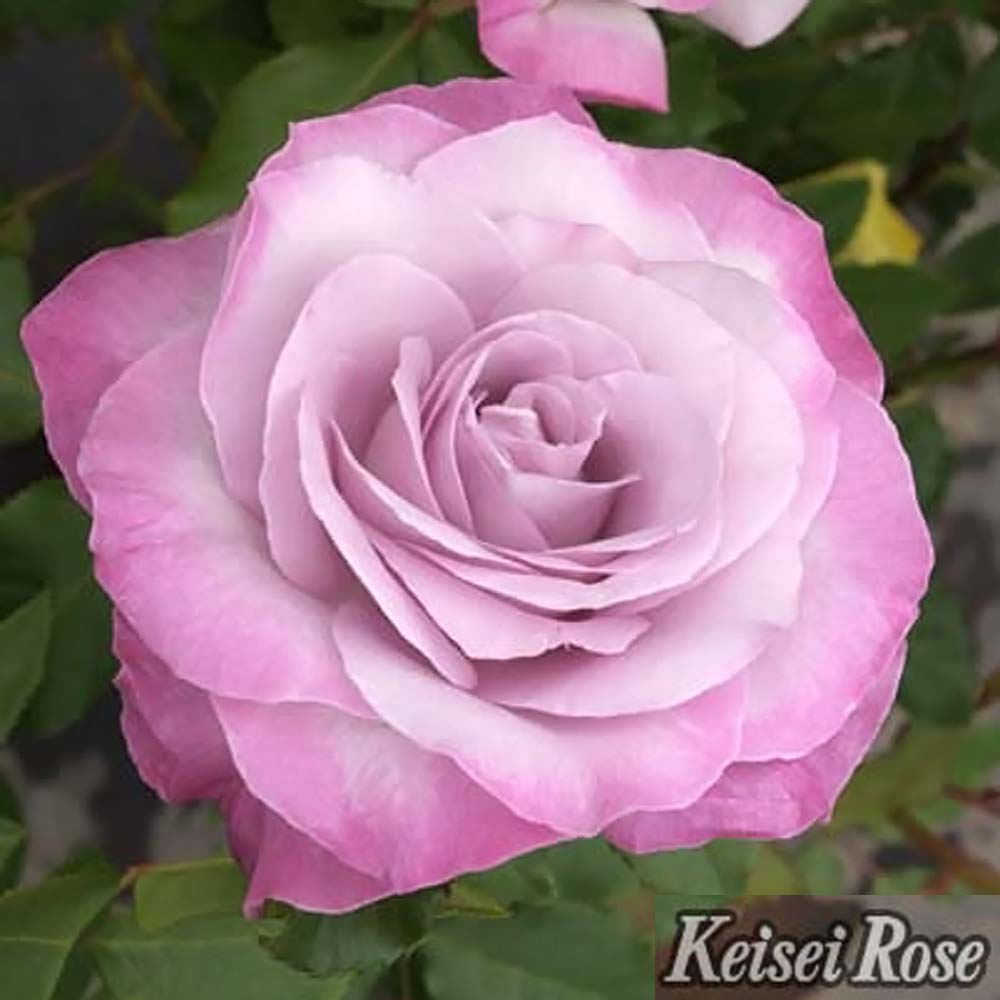 CDバラ売り バラ ライラックビューティー HT ハイブリッドティー 苗 販売 苗木部