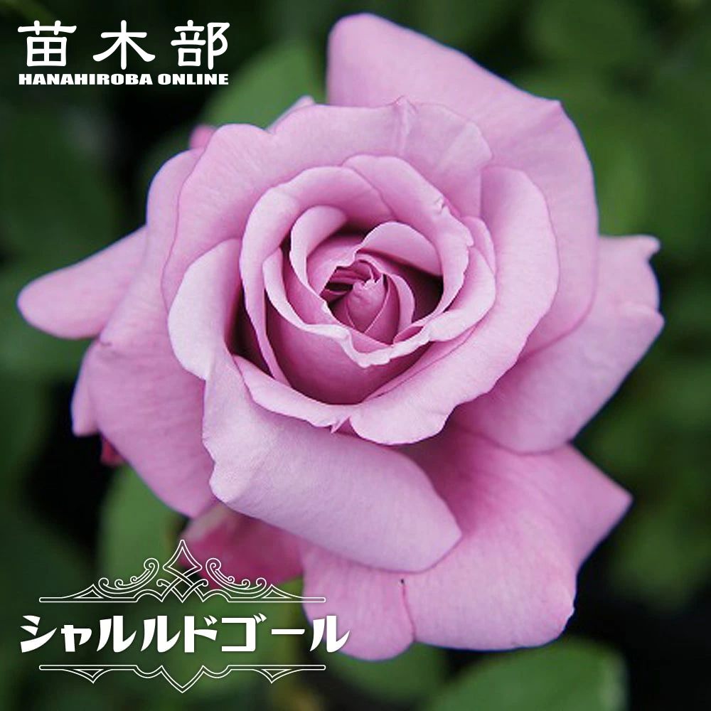バラ シャルルドゴール 苗 通販 苗木部 By 花ひろばオンライン